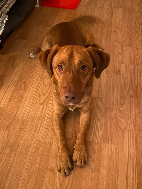 chien found    Limoges Mrpatate