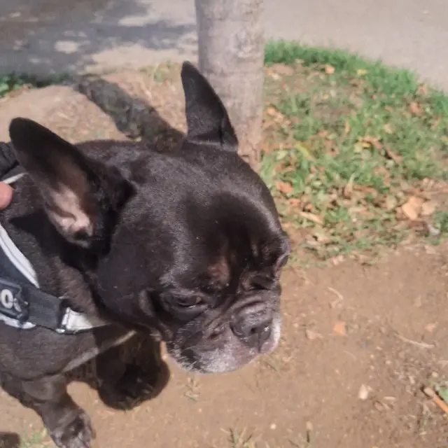 chien found   92230 Gennevilliers Inconnu