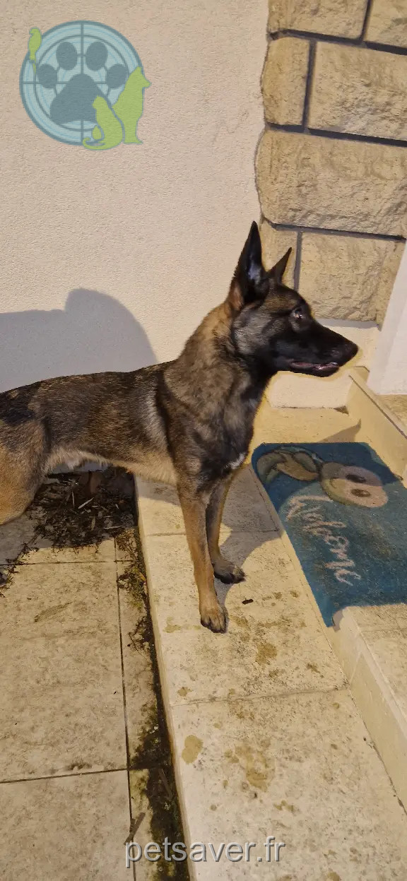 Chien Trouvé 94 Val-de-Marne Chien Trouvé 94 Val-de-Marne