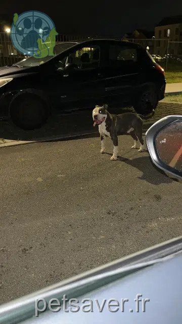 dog found   95670 Marly-la-Ville Brenda dufrasne