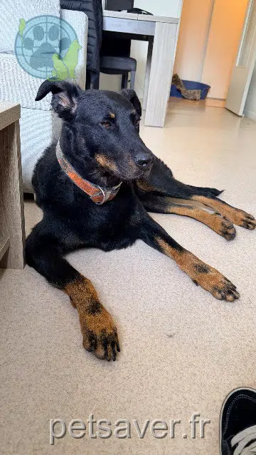 chienne lost   01500 Ambutrix Athena