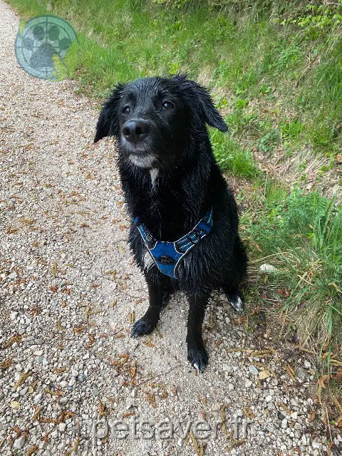 perra lost   01300 Belley Djala