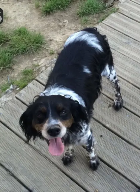 chienne lost   01310 Polliat Gomette