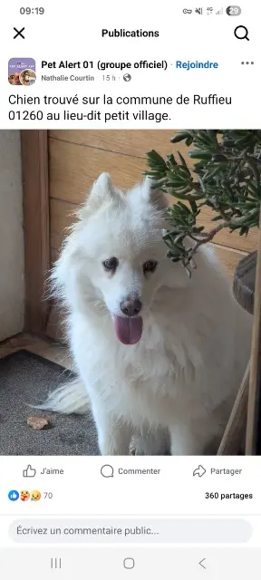 chienne lost   01260 Haut Valromey Nala