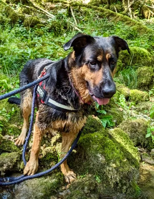 chienne lost   01250 Villereversure Maya