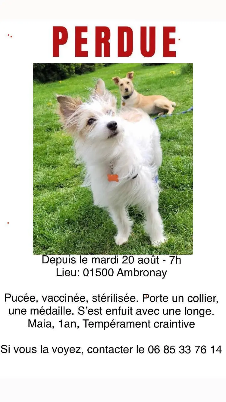 Chienne Perdue 01 Ain - Maïa Chienne Perdue 01 Ain - Maïa