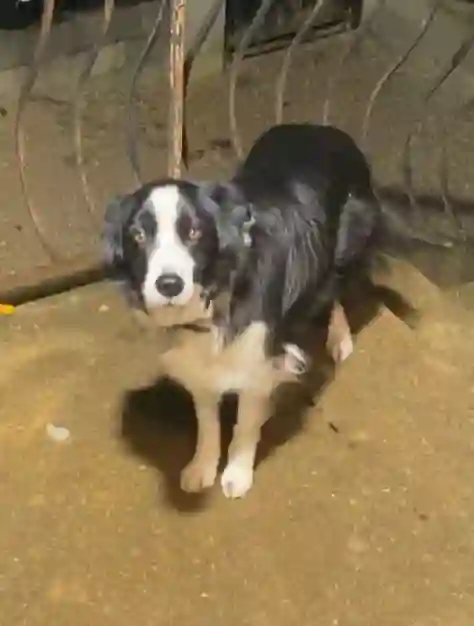 Chienne Perdue 01 Ain - Mina Chienne Perdue 01 Ain - Mina