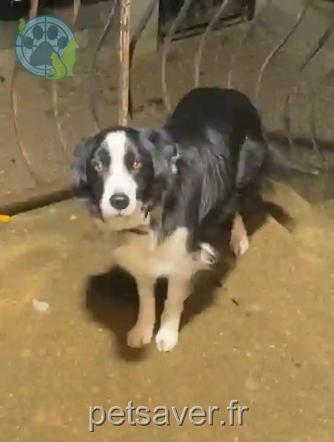 Chienne Perdue 01 Ain - Mina Chienne Perdue 01 Ain - Mina