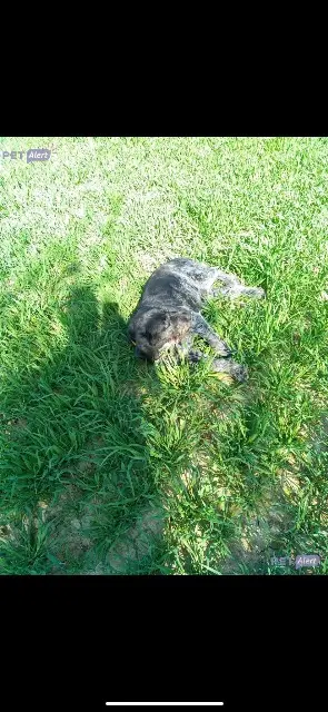 chienne lost   01140 Valeins Nina