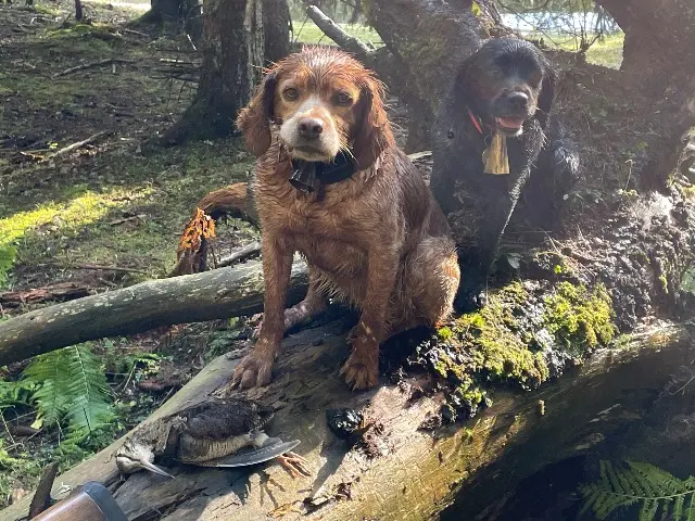 chienne lost   01160 Pont-d'Ain Noli