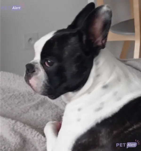 chienne lost   01150 Chazey-sur-Ain Olympe