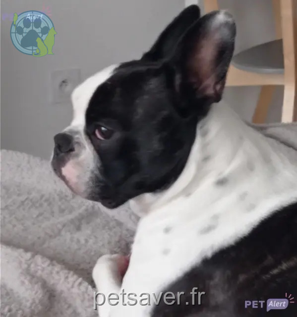 cadela perdida 01150 Chazey-sur-Ain Olympe cadela lost 01150 Chazey-sur-Ain Olympe