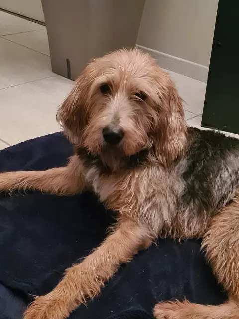 chienne lost   01560 Servignat Paca