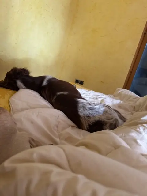 chienne lost   01300 Parves-et-Nattages Uzy