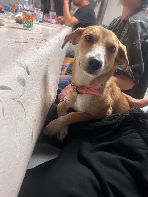 chienne lost   01400 Sulignat Raki