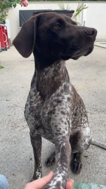 chienne lost   01240 Saint-Paul-de-Varax Rosa