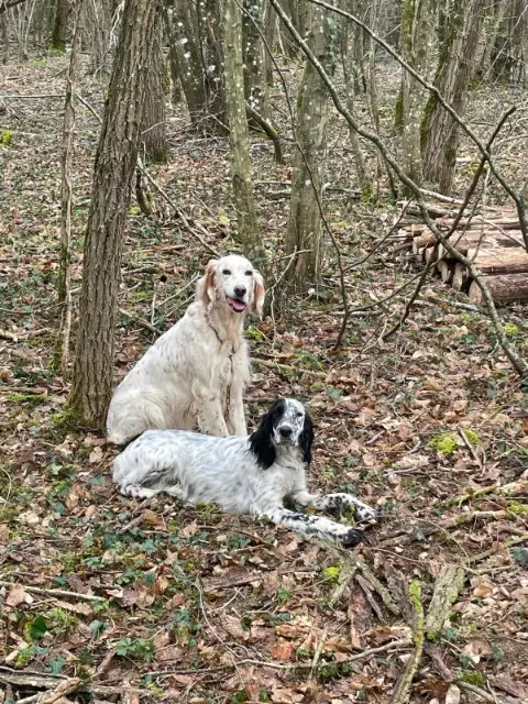 chienne lost   01310 Polliat Tina