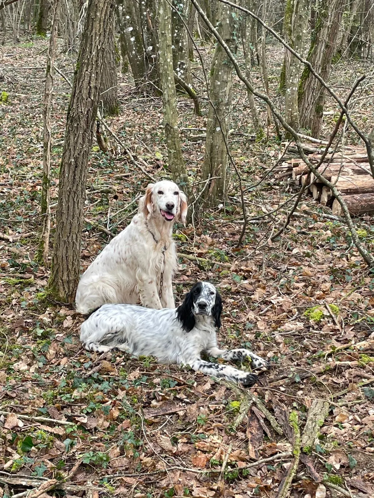 chienne lost   01310 Polliat Tinaetmaia