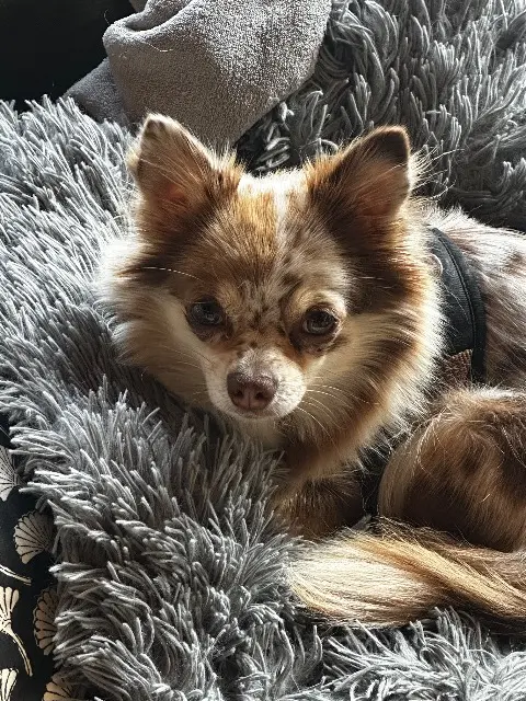 chienne lost   01500 Ambérieu-en-Bugey Tuuli