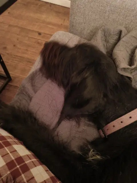 chienne lost   01640 Jujurieux Yoshi