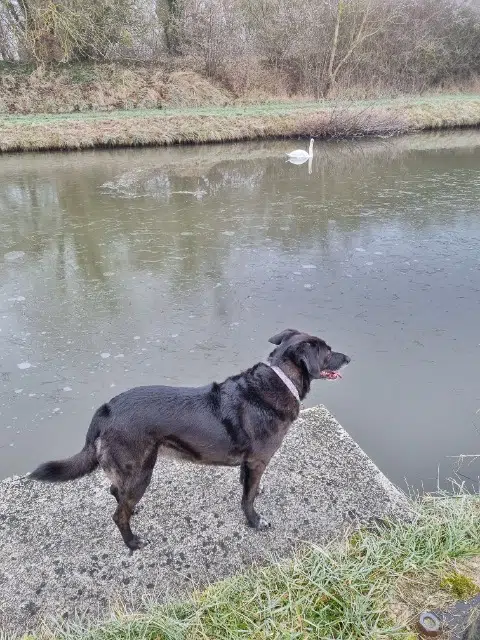 chienne lost   02370 Chavonne Albane