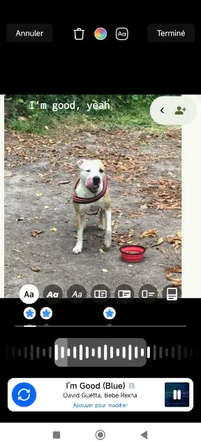 chienne lost   02370 Celles-sur-Aisne Lovely