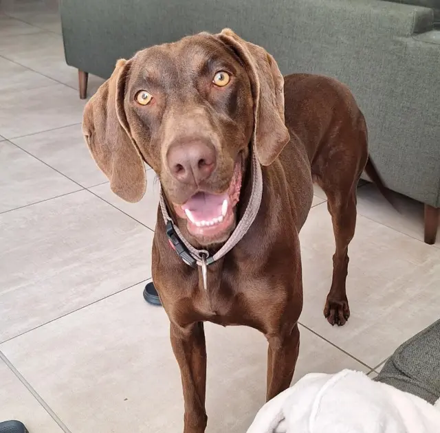 chienne lost   02000 Laniscourt Ouna