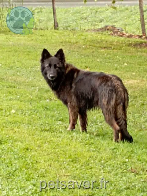 chienne lost   02600 Taillefontaine Rafale
