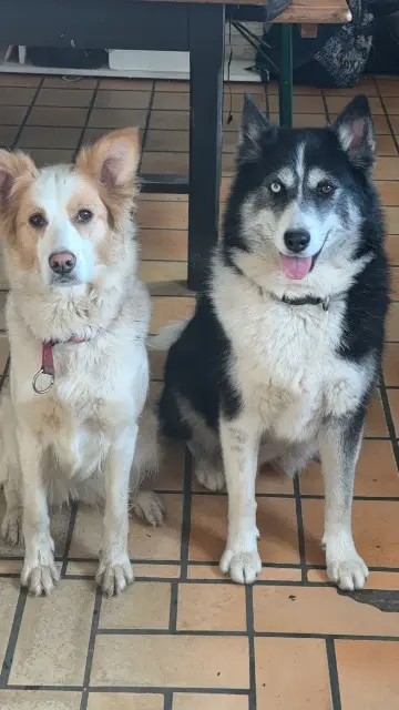 chienne lost   02370 Chassemy Riska et uska