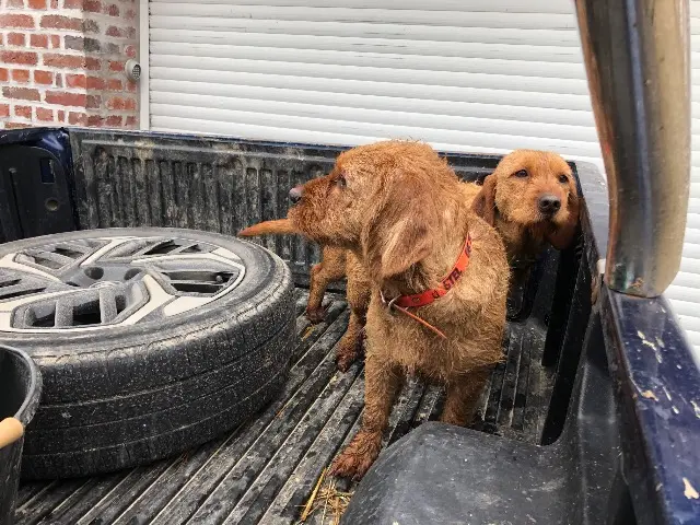 chienne lost   02110 Seboncourt Saphir