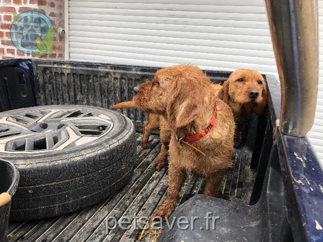 cadela perdida 02110 Seboncourt Saphir cadela lost 02110 Seboncourt Saphir