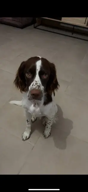 chienne lost   02240 Pleine-Selve Valie