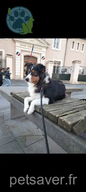 chienne lost   03100 Montluçon Arya