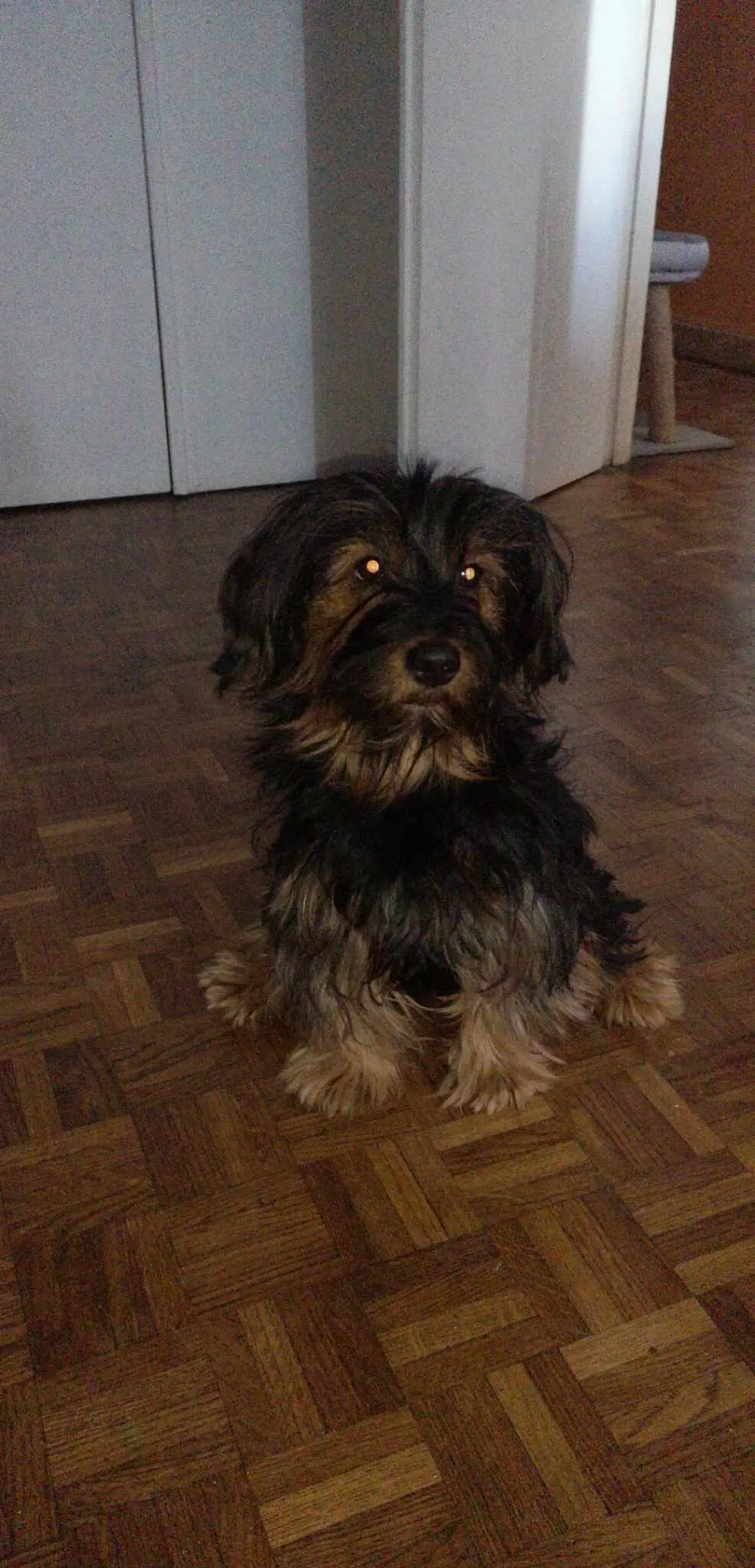 Chienne Perdue 03 Allier - Choupette Chienne Perdue 03 Allier - Choupette