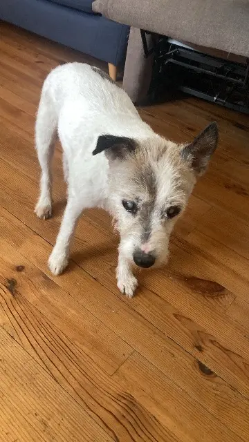 chienne lost   03150 Langy Flora