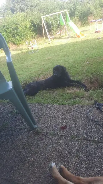 chienne lost   03190 Haut-Bocage Nala