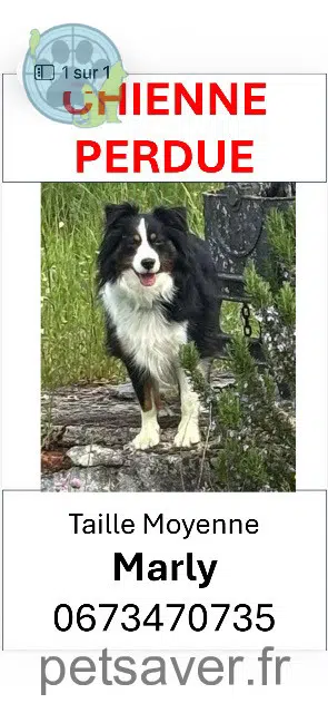 chienne lost   03230 Gannay-sur-Loire Marly