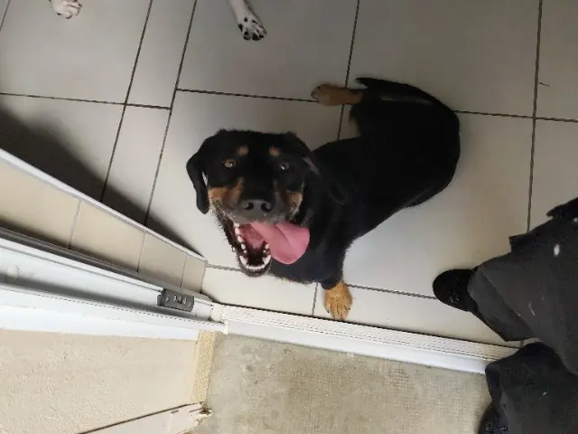 chienne lost   03600 Commentry Maya