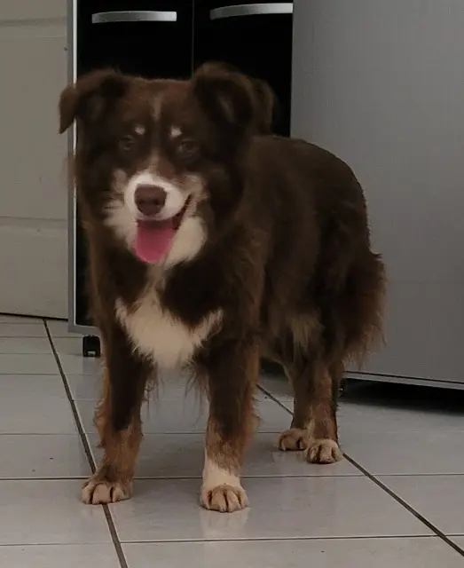 chienne lost   03500 Saint-Pourçain-sur-Sioule Moka