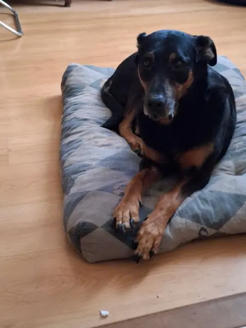 chienne lost   03100 Montluçon Nelly