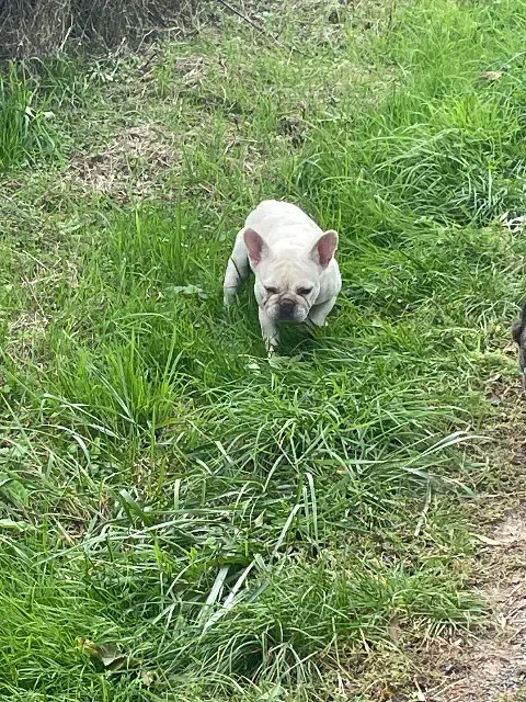 chienne lost   03120 Arfeuilles Pitchoune