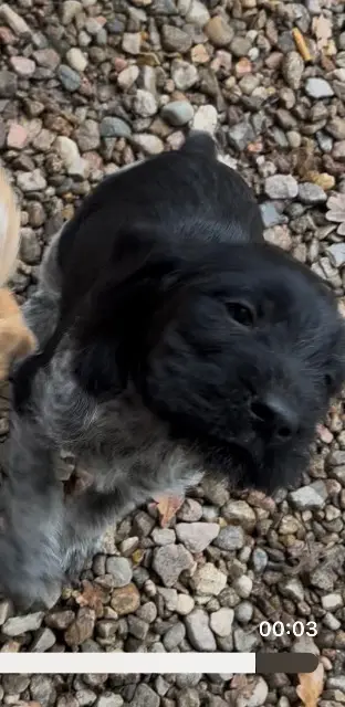 teef lost   03630 Désertines Ricky