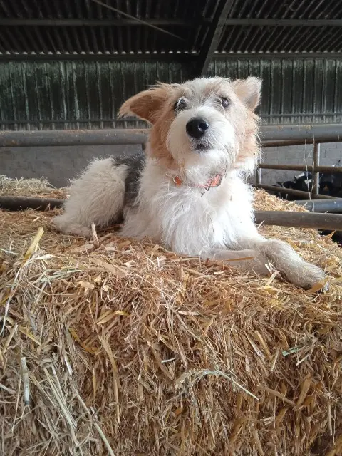 chienne lost   03190 Saint-Caprais Rita