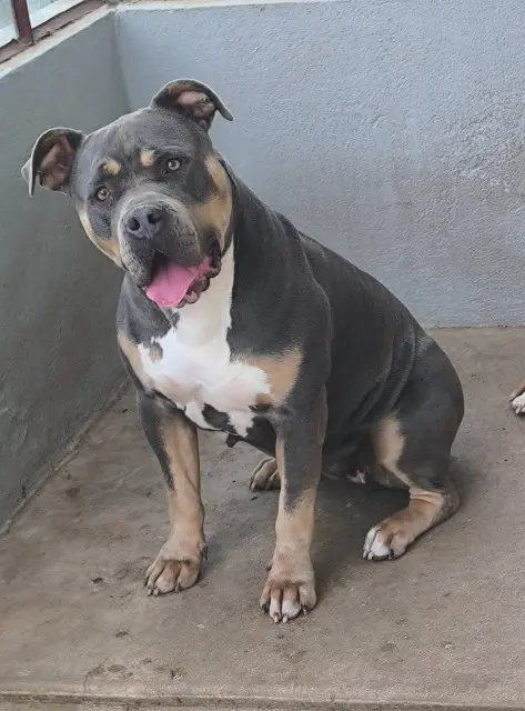 chienne lost   03170 Deneuille-les-Mines Sally