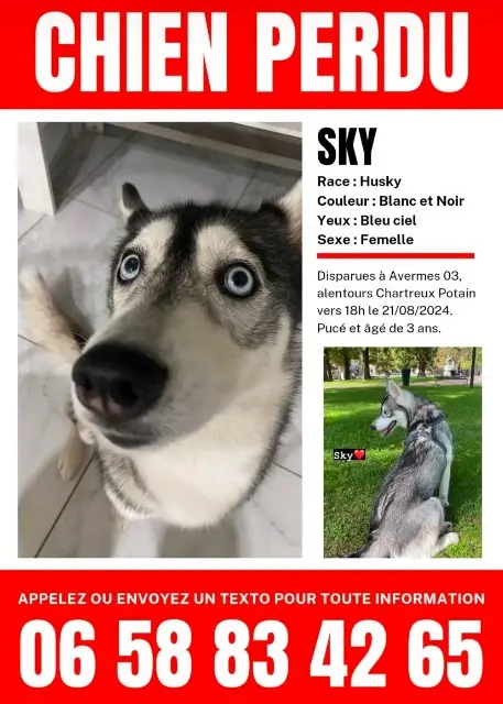 chienne lost   03000 Avermes Sky