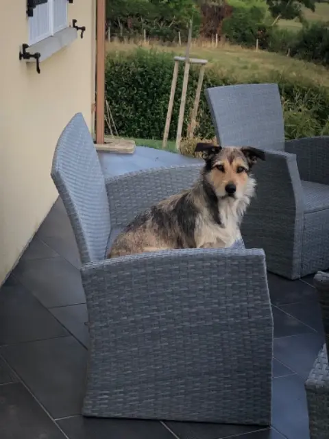 chienne lost   03390 Beaune-d'Allier Sniper