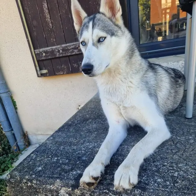 chienne lost   03800 Biozat Talya