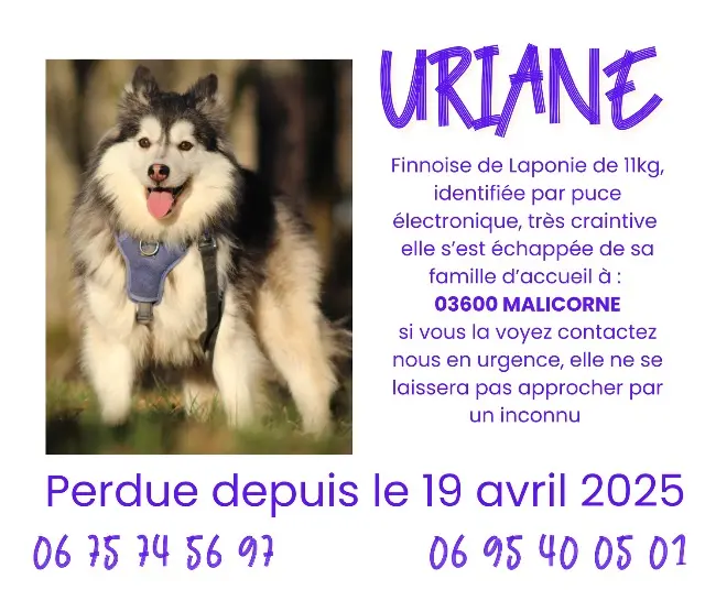 chienne lost   03600 Malicorne Uriane