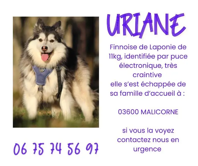 chienne lost   03600 Malicorne Uriane