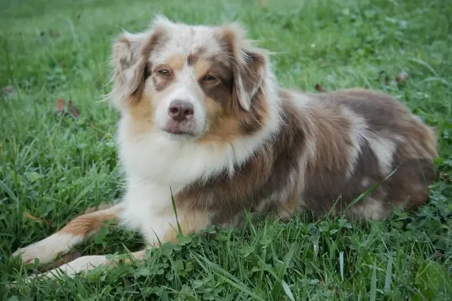 chienne lost   04290 Salignac Cheyenne